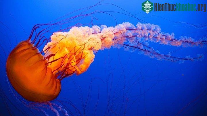 Sứa không thực sự được phân loại là cá, trên thực tế, chúng là một loại sinh vật phù du.