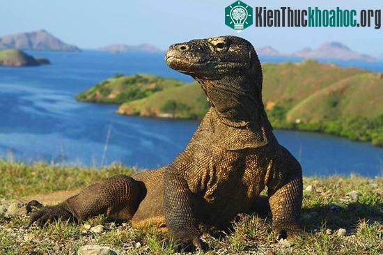 Những con thằn lằn lớn nhất thế giới