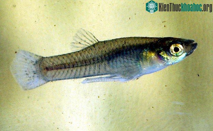 Loài cá ăn muỗi (mosquitofish).