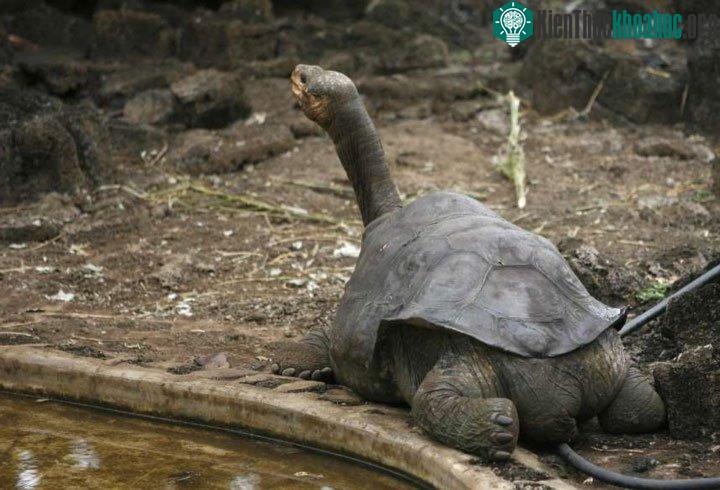 Rùa khổng lồ lonesome George