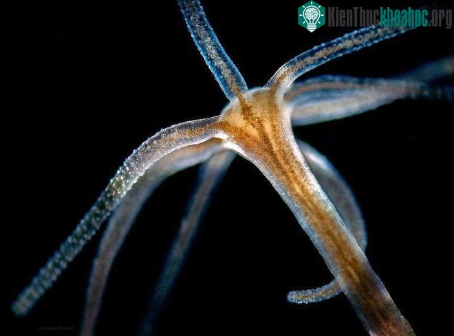 Hydra có khả năng tái tạo tế bào chết của chúng.