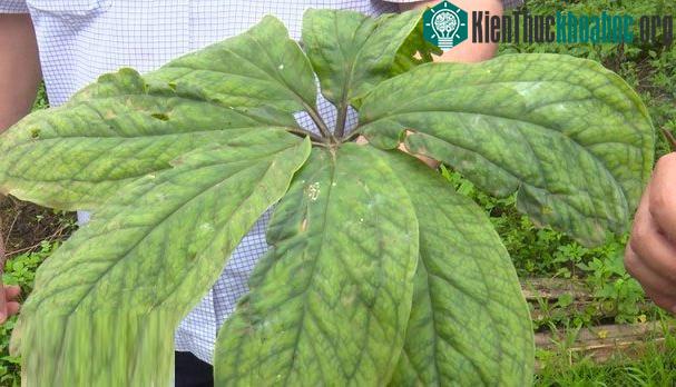 Loại sâm 7 lá 1 hoa vừa được phát hiện.