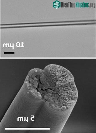 Mặt cắt ngang của gene vi khuẩn có khả năng tạo ra tơ nhện. (Ảnh: Phys.org).