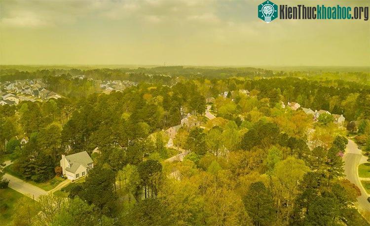 Phấn hoa bao trùm cả thành phố Durham.