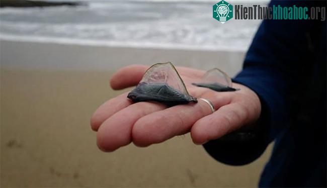 Sứa Velella