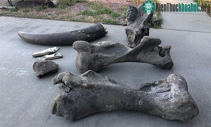 Xương siêu voi Mastodon