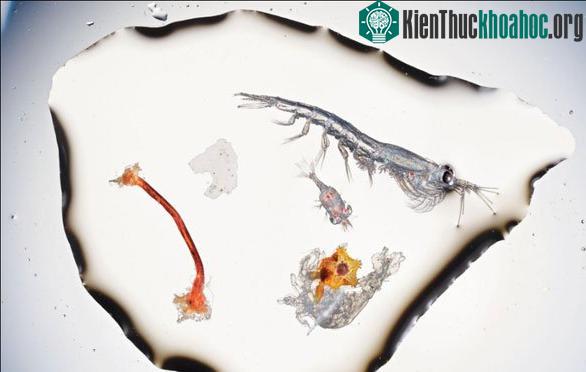Các mảnh rác có thể chứa vi khuẩn gây hại cho tôm con khi vừa mới thành hình