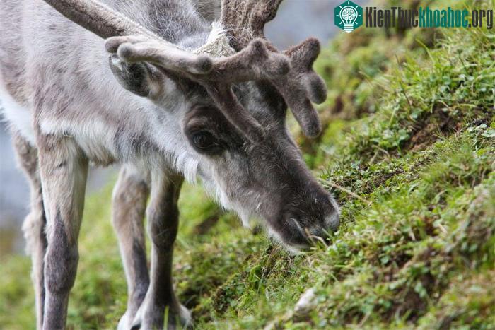 Tuần lộc Svalbard thường bị tiêu chảy vì ăn rong biển.