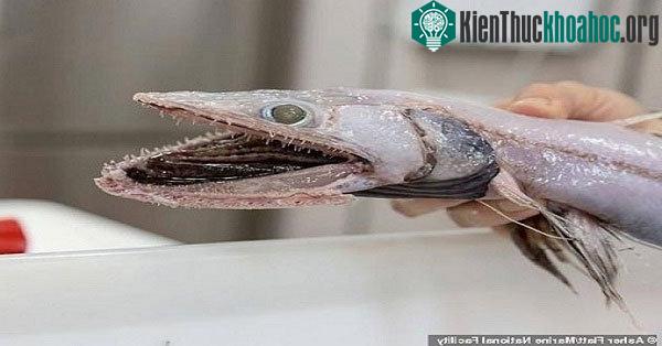 Cá thằn lằn