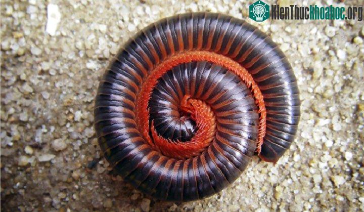 Cuốn chiếu có bao nhiêu chân phụ thuộc vào từng loài cuốn chiếu.
