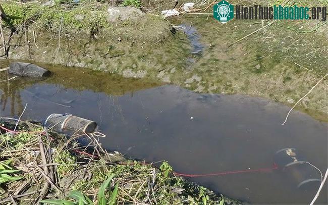 Phát hiện loài cá sống được trong nước ô nhiễm 1.000 lần ảnh 1