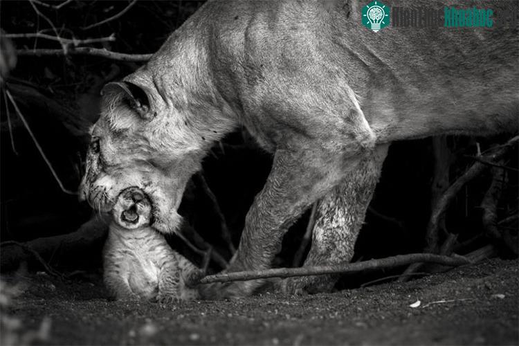 Bức ảnh “Tình mẫu tử” được chụp tại đồng bằng Masai Mara, Kenya