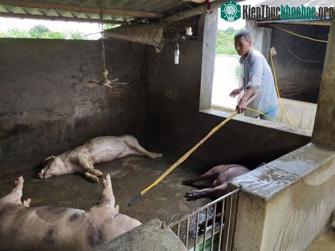 Lợn trước khi tiêu hủy cần được làm chết.