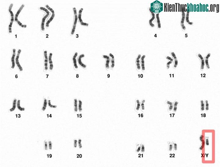 Các kĩ thuật gene sẽ sớm có thể thay thế chức năng mang gene của nhiễm sắc thể Y.