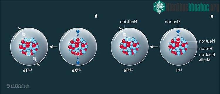 Bắt electron và bắt kép electron kép giải phóng hai neutrino.