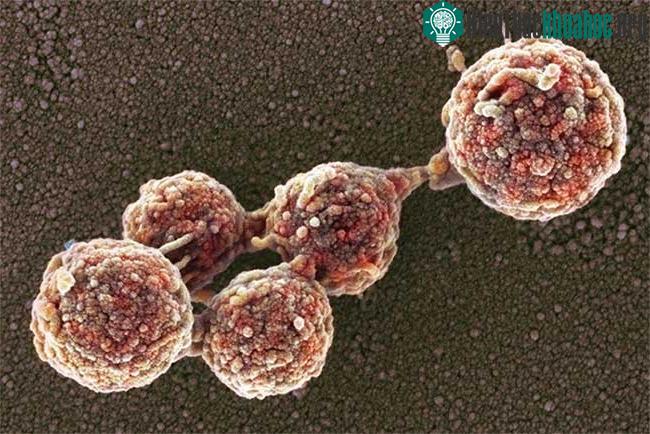 Một ảnh quét màu từ kính hiển vi điện tử của Mycoplasma mycoides, cho thấy hình ảnh vi khuẩn có bộ gene chứa một triệu cặp cơ sở. Bây giờ các nhà khoa học đã tạo ra một bộ gene E.coli lớn hơn bốn l...