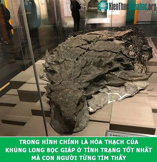 Chứng tích của loài khủng long