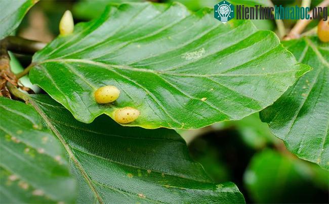 Gall, ung thư ở lá cây.