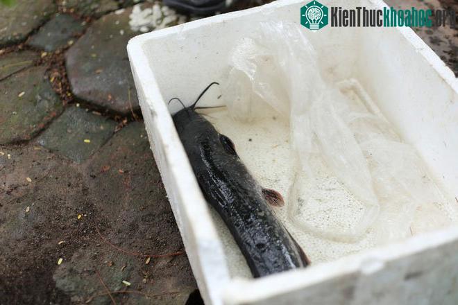“Chiến lợi phẩm” anh Lợi thu được sau vài giờ thả câu.