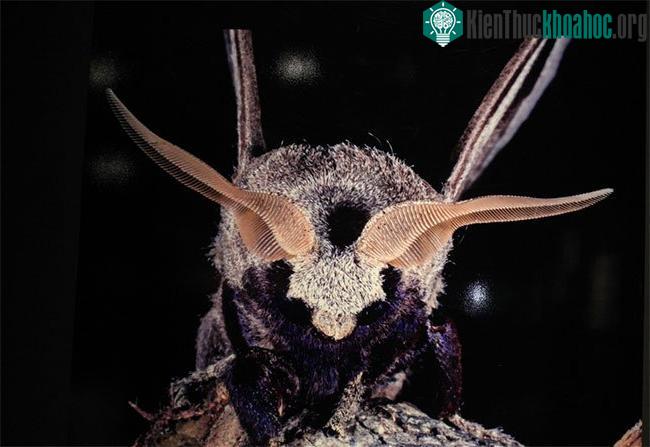 Chú bướm đêm