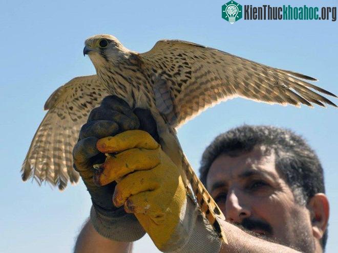Chim cắt lưng hung (kestrel)