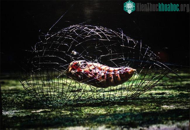Sâu bướm tạo ra một loại lồng tơ nhỏ để bảo vệ nhộng