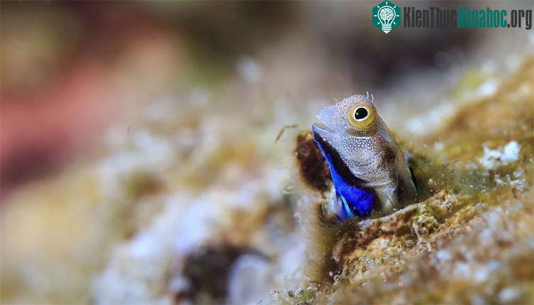 Màu xanh trên nhiều con cá cryptobenthic đã từng làm Darwin nhầm lẫn chúng là sinh vật phù du