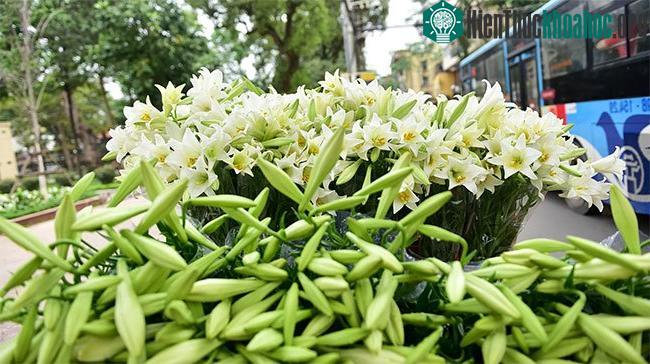 Tháng tư về, hoa loa kèn tinh khôi xuống phố Hà Nội