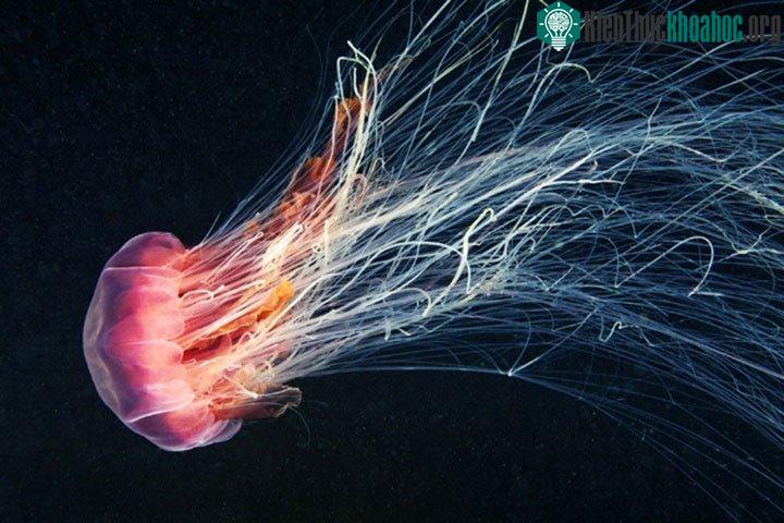 Mắt của hầu hết loài sứa không tập trung trong một cơ quan.