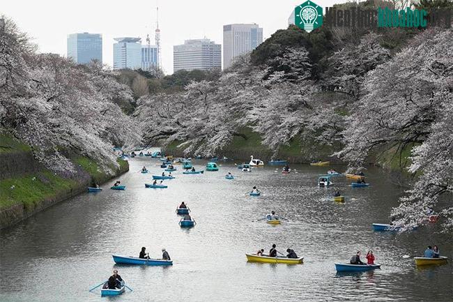 Người dân địa phương đi ngắm hoa dọc theo Chidorigafuchi Moat của Tokyo