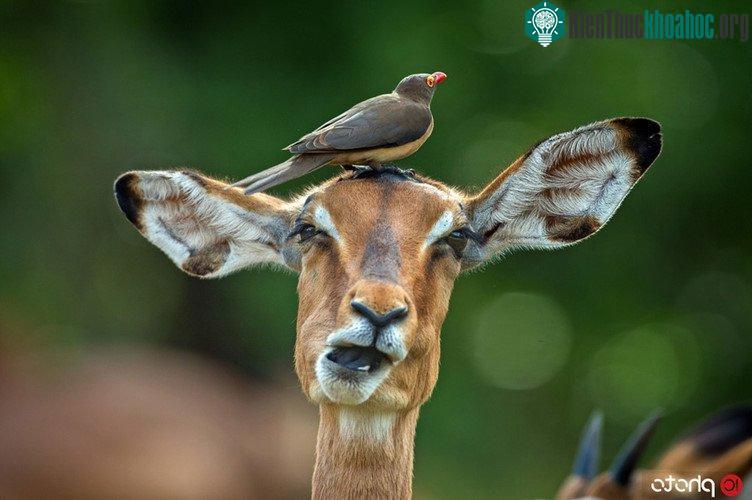 Con linh dương này chắc chắn sẽ vô cùng khó chịu khi bị nhiếp ảnh gia chụp ảnh "dìm hàng" như thế này