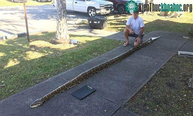 Ông John Hammond, thợ săn chuyên nghiệp tại Florida, bên cạnh xác con trăn dài 18 feet (5,45 m)
