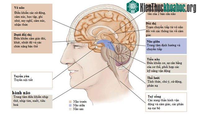 Đã có cách chứng minh: Ý thức là một dạng vật chất đo lường được ảnh 2
