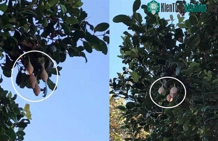 Đây là bọc trứng nhện lộng lẫy chứ không phải là quả đâu nha.