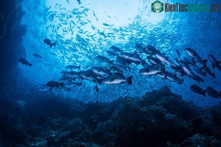 Sự thay đổi nhanh chóng về độ mặn và nhiệt độ do nước thay đổi cũng có thể gây khó chịu cho sinh vật biển mỗi khi có bão.