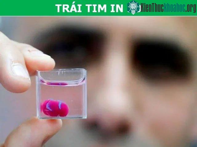 Trái tim nhân tạo hiện mới chỉ có kích thước bằng tim thỏ tuy nhiên nó đã có thể vận hành trơn tru.