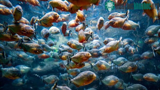 Cá piranha trở nên hung dữ bởi vì chúng bị bỏ đói.