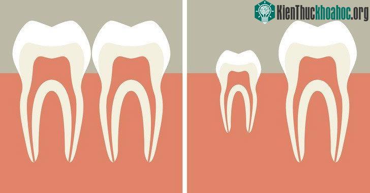 Nếu quy trình này có thể áp dụng thành công trên con người, thì đó sẽ là bước đột phá lớn đối với ngành nha khoa.
