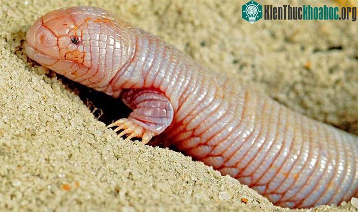 Bipes có lớp da màu hồng, được phân đoạn tương tự như giun đất.