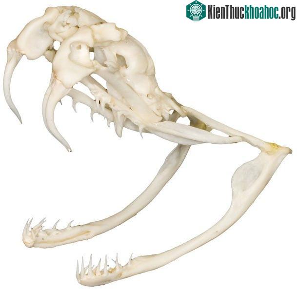 1500 năm trước, có người ăn sống cả rắn đuôi chuông, đi vệ sinh ra cả răng nanh rắn ảnh 2