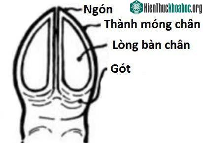 Đây là thiết kế cơ bản của bộ móng guốc động vật.