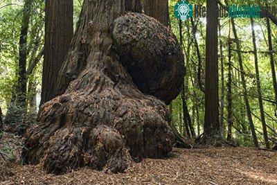 Một khối burl (ung thư) khổng lồ ở cây óc chó.
