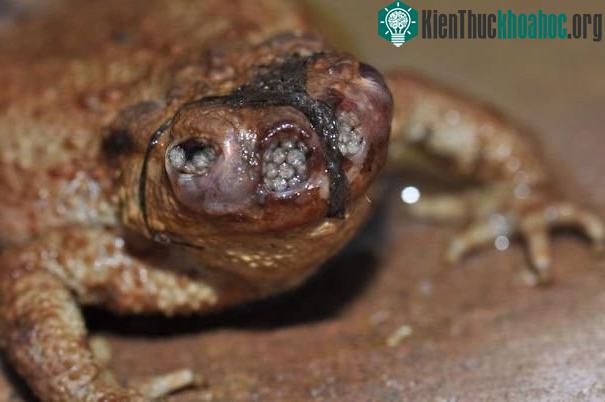 Ruồi Lucilia Bufonivora đẻ trứng lên con cóc, và đặc biệt là rất nhiều ở trên mặt