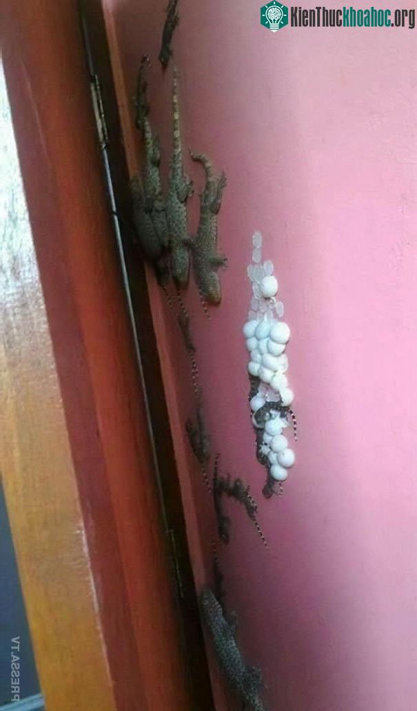 Mới chỉ vài tháng không dọn tủ quần áo mà đã thu hoạch được cả mẻ trứng thế này!