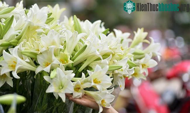 Chạy xe qua các tuyến đường như Thuỵ Khuê, Phan Đình Phùng, Láng Hạ, Thanh Niên,…