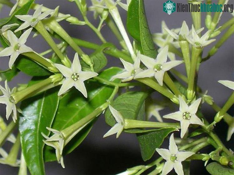 Hoa dạ lý hương
