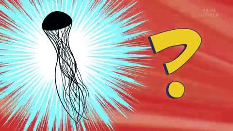 Sứa hộp