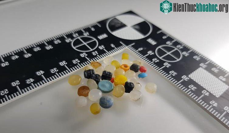 Chuyện gì sẽ xảy ra với một chai nhựa sau khi bị vứt vào thùng rác? ảnh 3