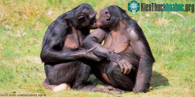 Tinh tinh Bonobo cũng thường có hành vi quan hệ đồng giới.