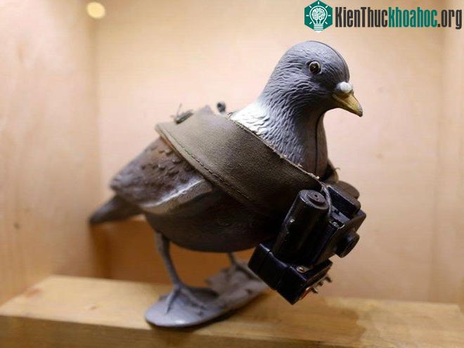 Bồ câu được sử dụng vào mục đích truyền tin quân sự từ xa xưa.